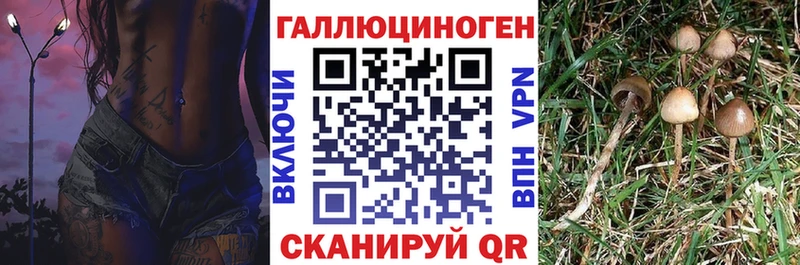 Псилоцибиновые грибы Psilocybe Малоярославец